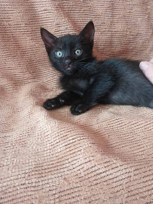 Кошенята у добрі руки