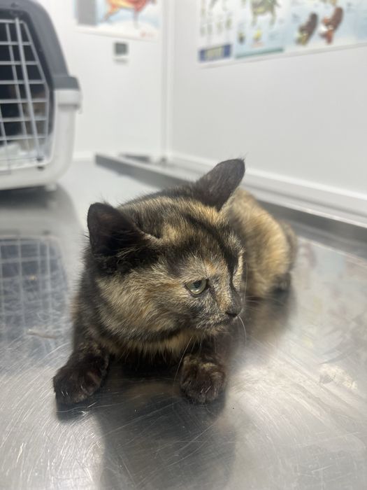 Котики, найкращі котики у світі