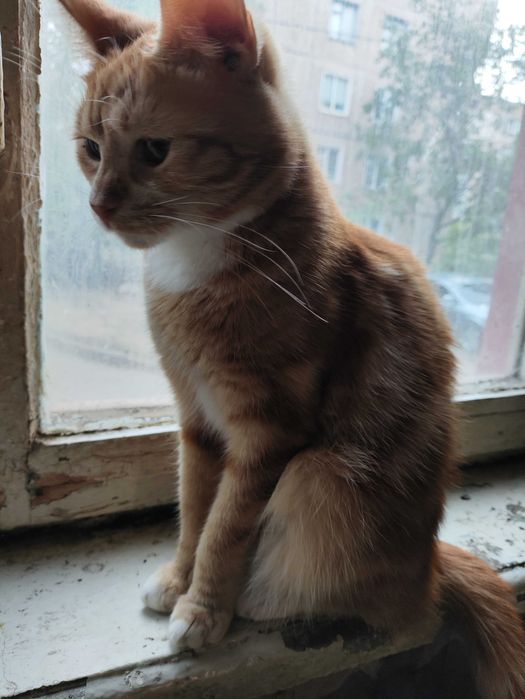 Кот - кіт - кішка - кошка - кошеня - котенок - котята