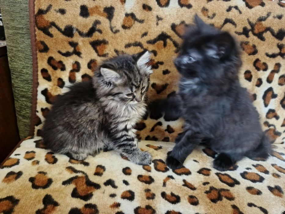 Котята бесплатно