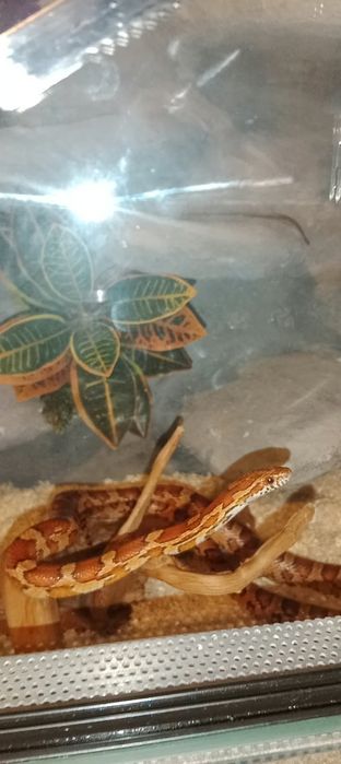 Wąż zbożowy z terrarium