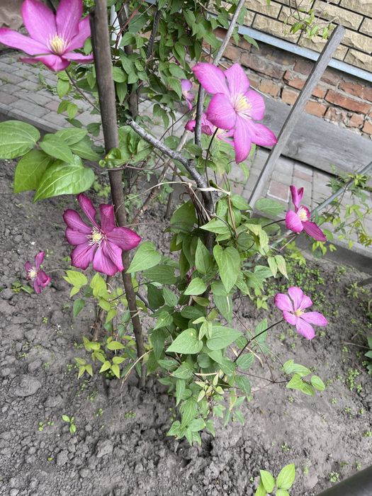 Хрезонтема. Хризантема мультифлора.Хризантема ранняя.Клематис