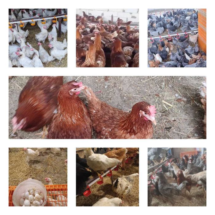 Продам кури несушки! Доставка безкоштовна. Новомиргород!