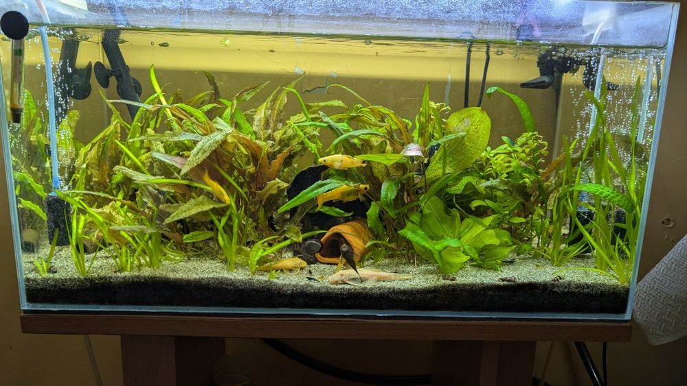 Cryptocoryne Topica/wendtii sadzinki wroclaw kromera