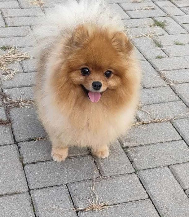 Suczka Szpic miniaturowy Pomeranian FCI