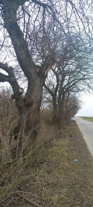 Oddam drewno w zamian za wycięcie