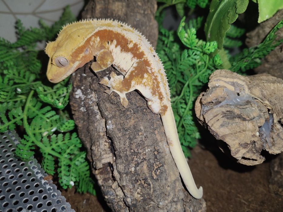 Gekon orzęsiony samiec Red Lilly white