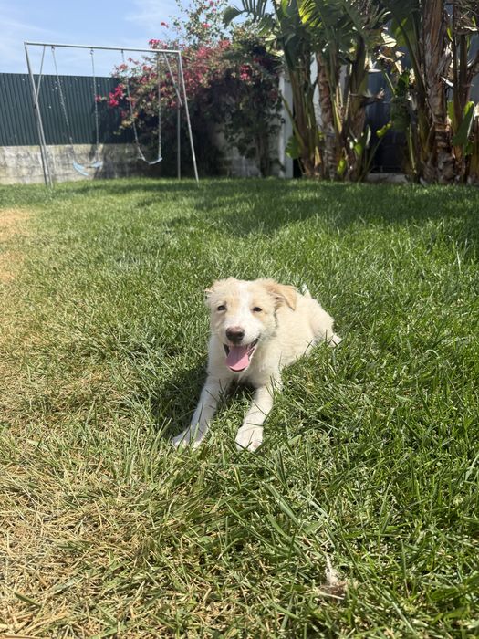 Border Collie Femêa