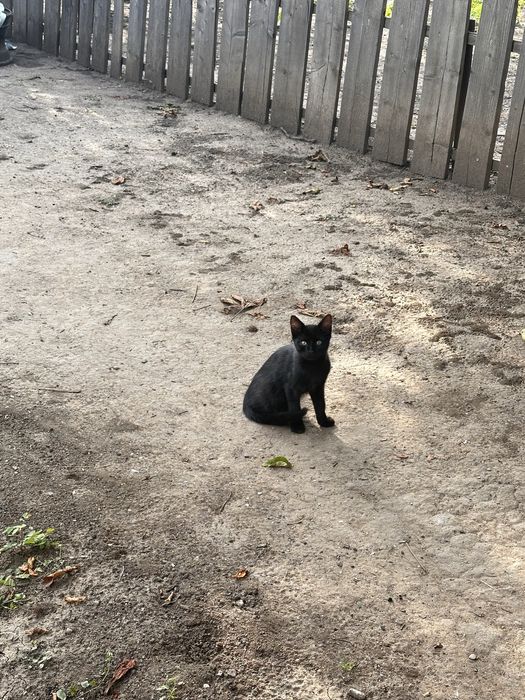 Кошенята в добрі руки