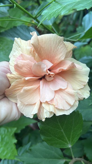 Гібіскус персиковий махровий