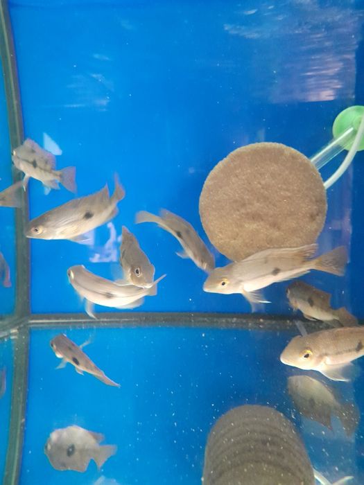 Pielegnica  nikaraguanska 4-5 cm