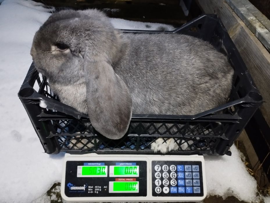 Sprzedam samiczkę BF