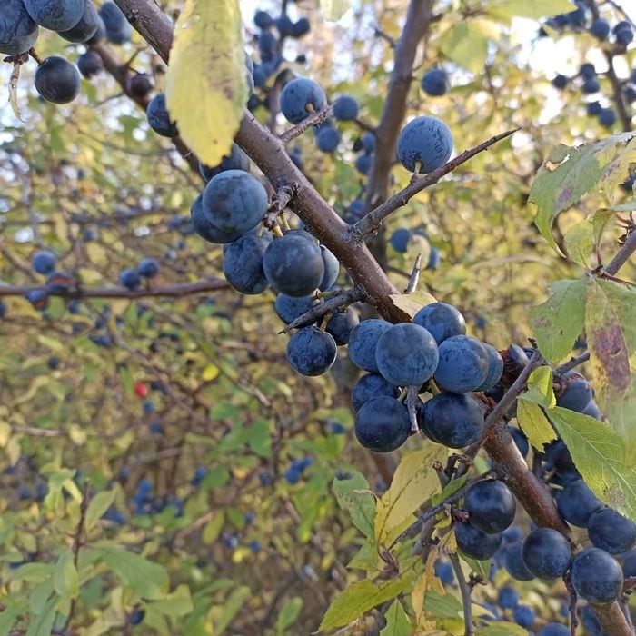 Tarnina owoce suszone z Bieszczad 1kg