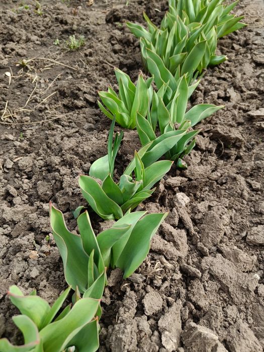 Викопаю ранні нарциси і тюльпани.