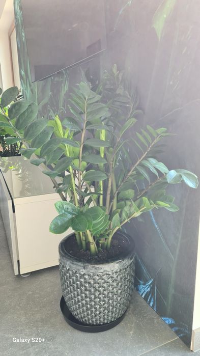 Zamiokulkas z donicą