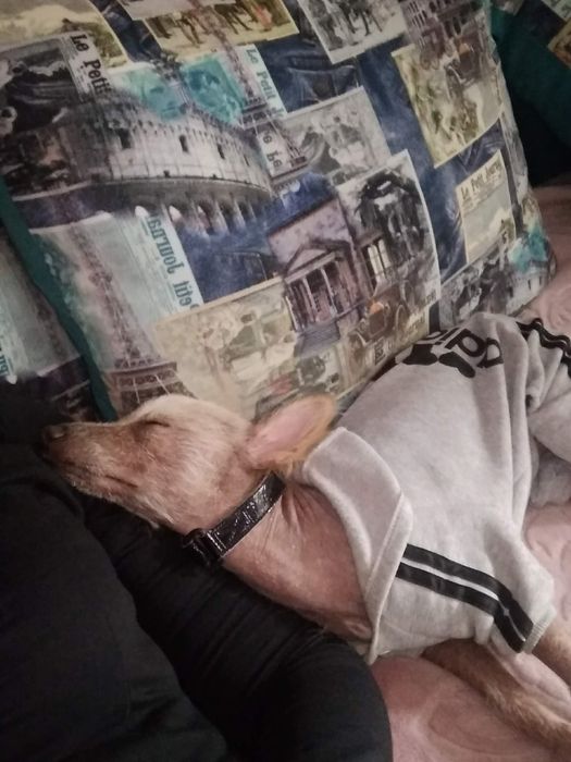 Вязка ксоло безкоштовно