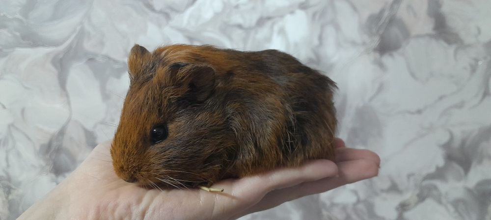 Дві морські свинки