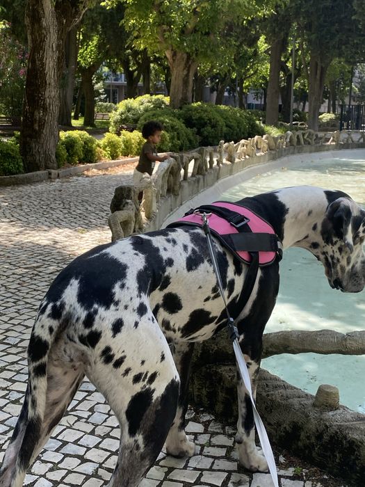 Dog walker/Pet sitter