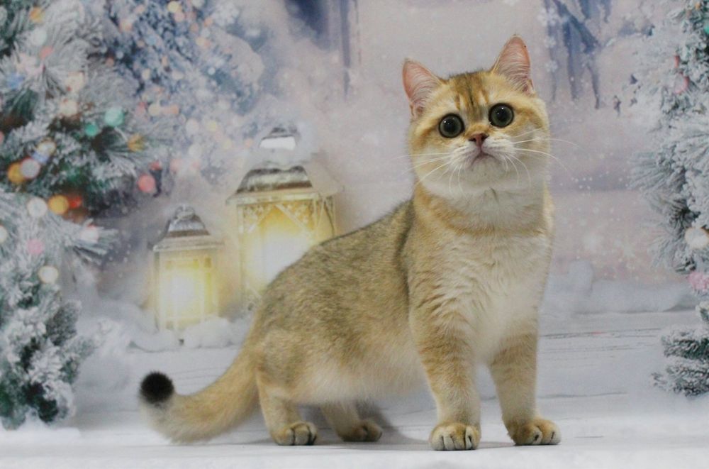 Золота британочка Умма шукає матусю