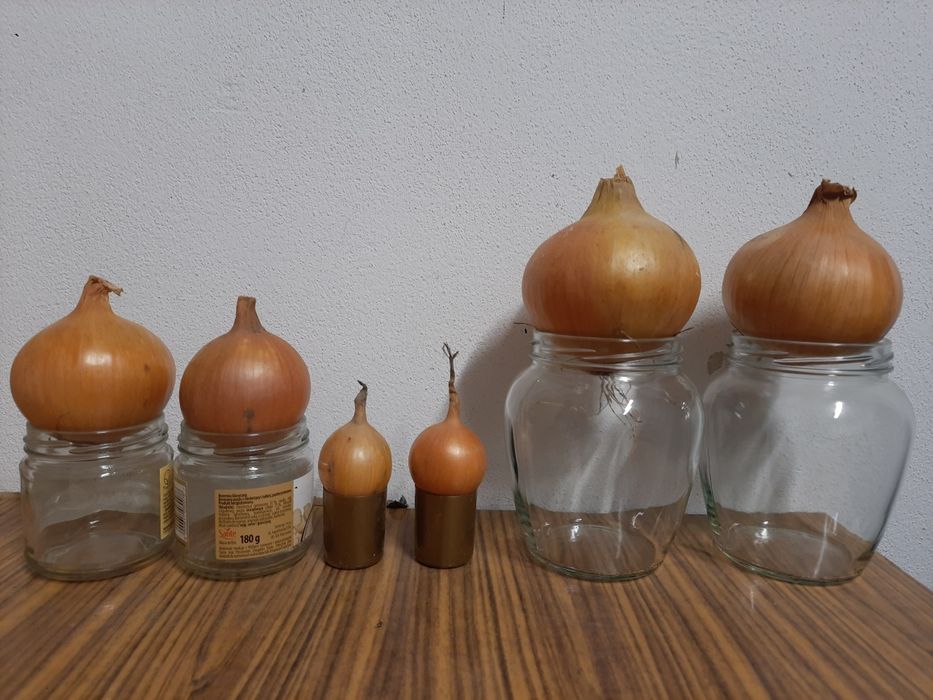 Cebula na "wysadkę" MERIDIAN