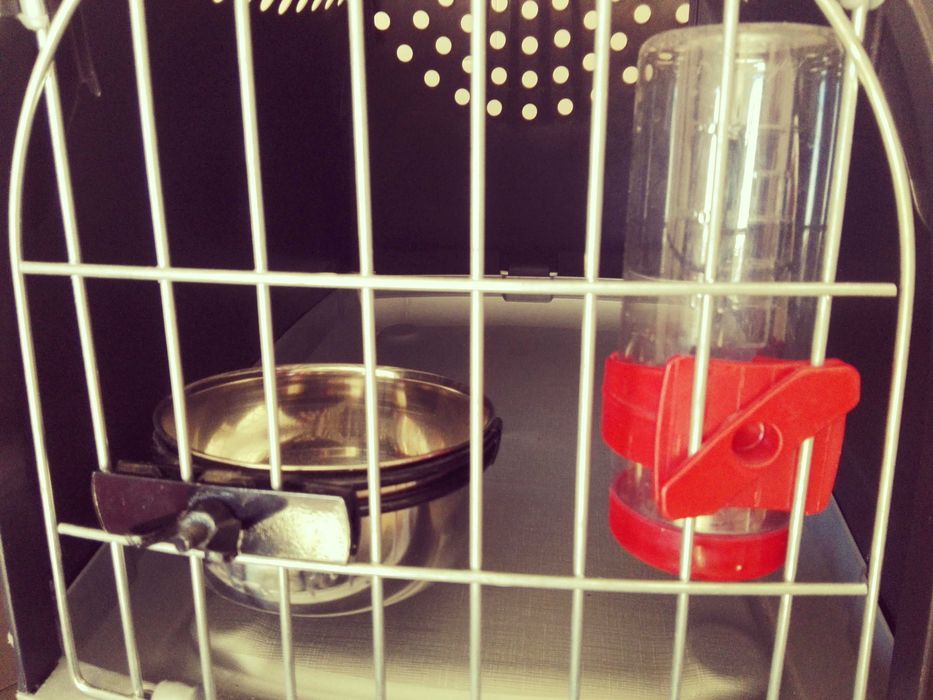 Caixa para transporte de animais + extras