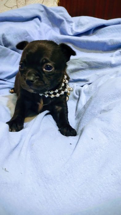 Чихуахуа девочка мини