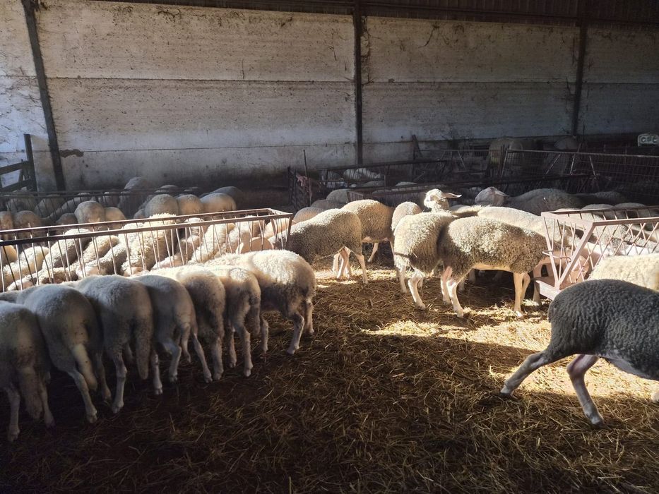 Borregas lacaune e cruzadas de assaf
