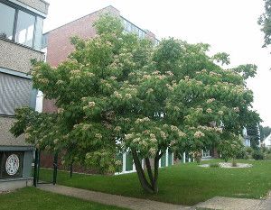 EWODIA AKSAMITNA sadzonki w doniczkach Miododajna!