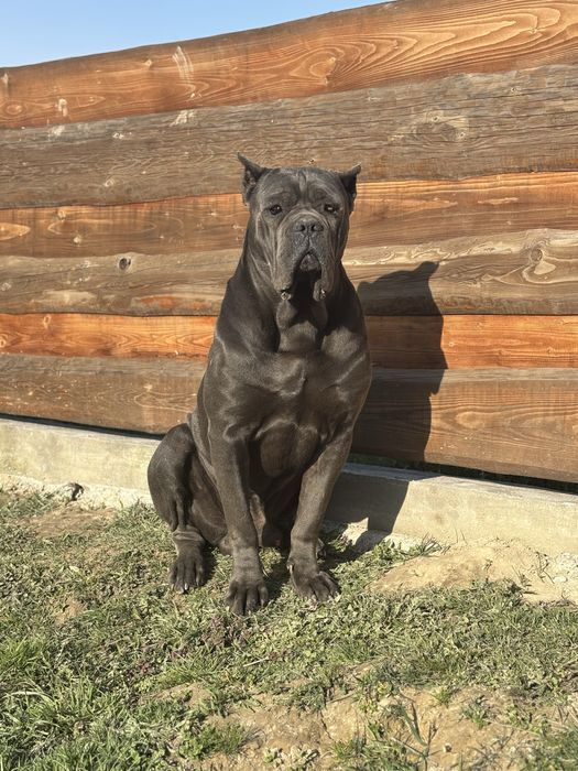 Кобель кане корсо для вязки!