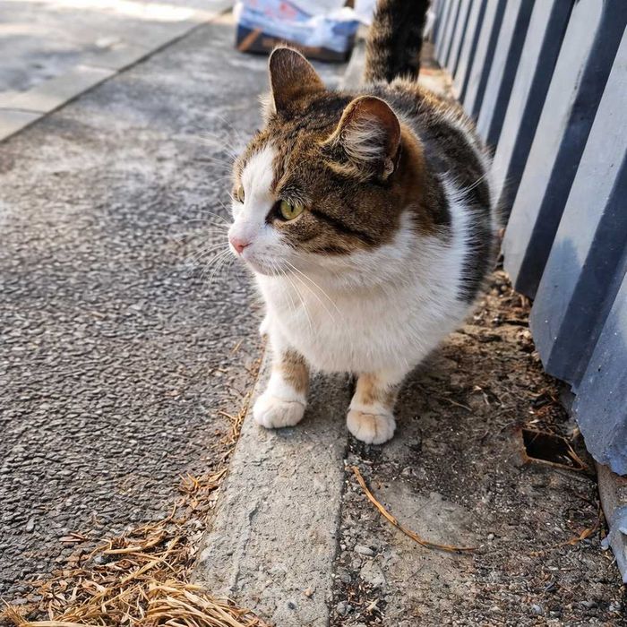 На вулиці гине маленька домашня кішечка!