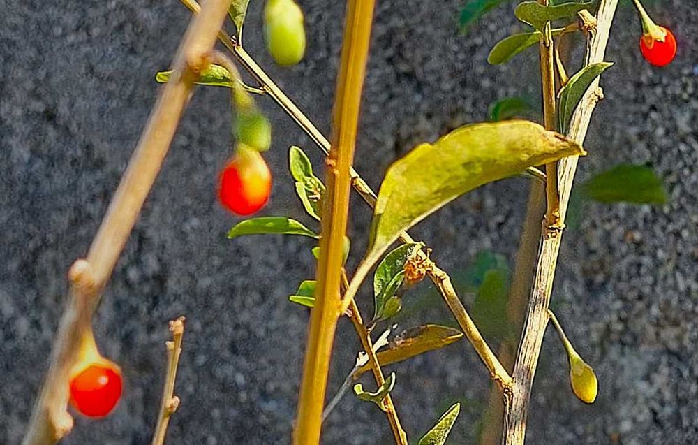 Goji Vermelho - Lycium barbarum