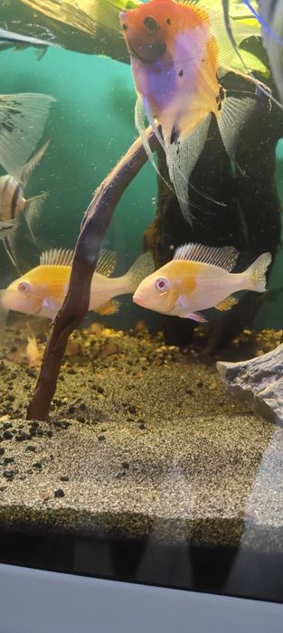 Sprzedam piękną parę ziemiojadow hekeli albino