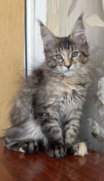 котики хотят в ваш дом ,чистопородные,с документами.