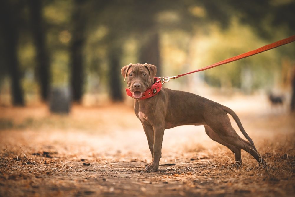 Щенки Американский питбуль терьер.  Пітбуль. Puppy Pitbull.