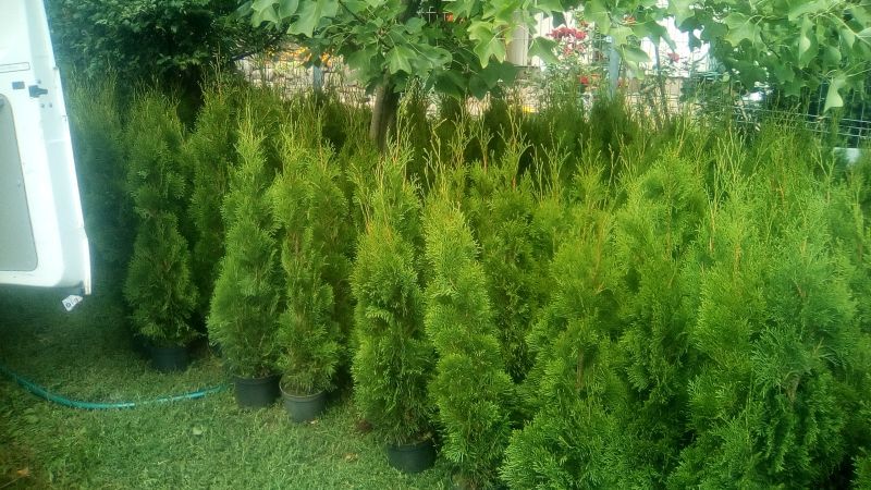 tuja szmaragd, ok 100 do 150cm, producent, doniczka i z gruntu