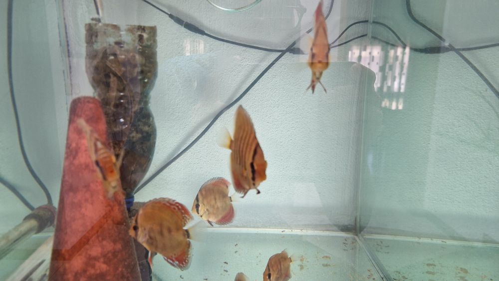 Pack 8 discus juvenis