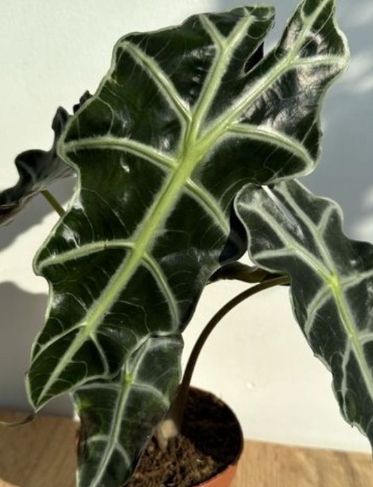 Обміняю або заберу ваші рослинки