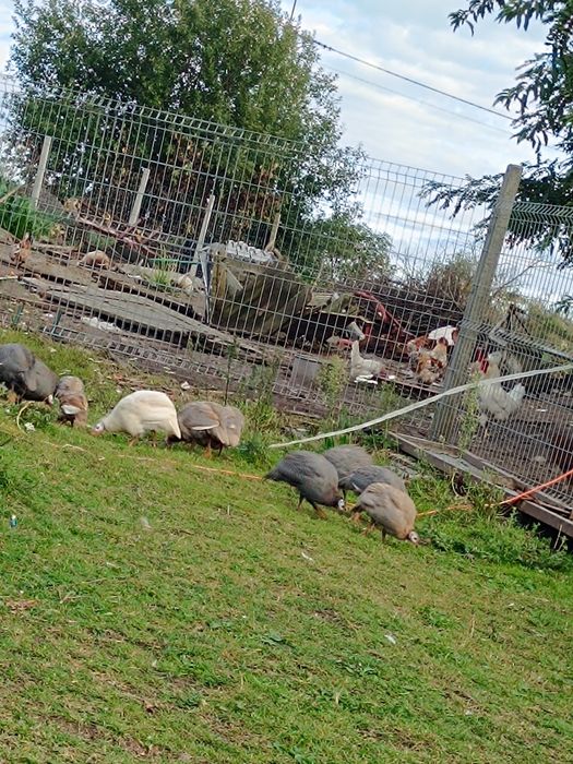 Perliczki perliki