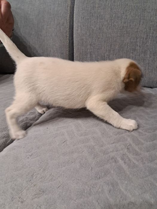 Jack Russell terrier
