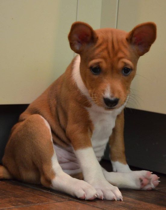 Басенджи цуценята(кобель)