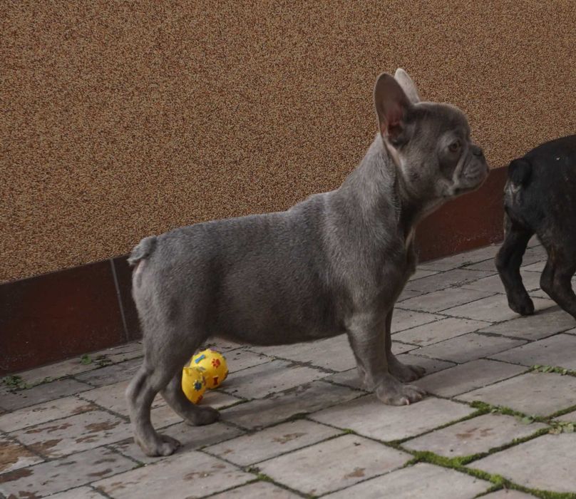 niebieska suczka buldog francuski