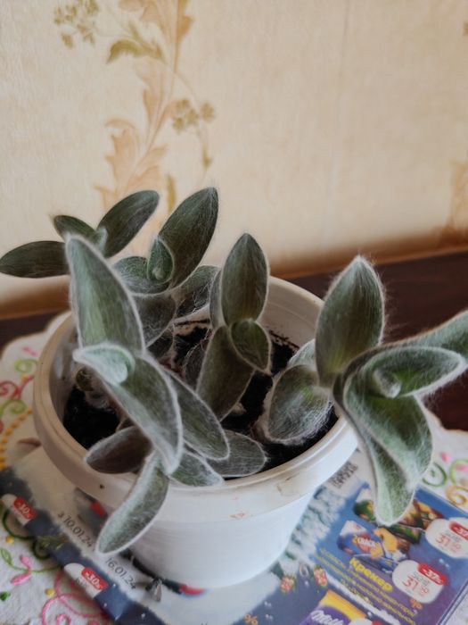 Традеска́нция силламонта́на