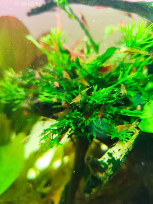 Krewetki mix kolorów