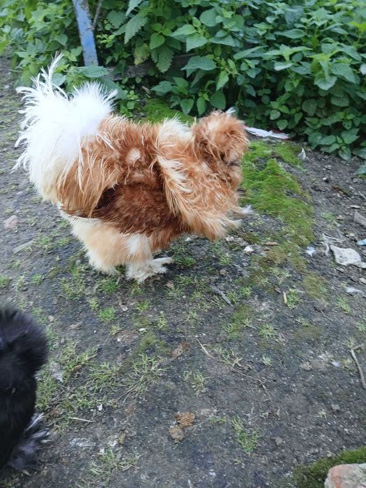 Sprzedam koguty sprawdzone na legi