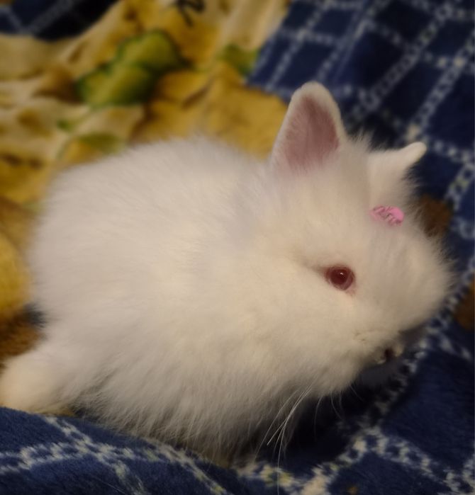 Króliczek Teddy.