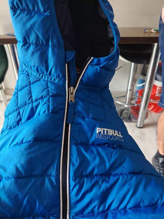 Kurteczka pittbul