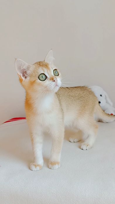 Британське кошеня,золота шиншила.