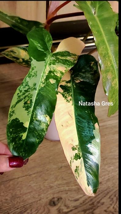 Rar. Philodendron Brown Beauty . Філодендрон.: 3 800 грн