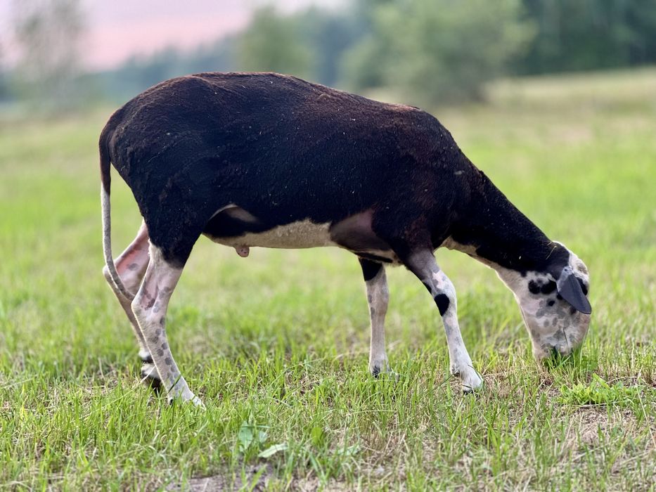 Owce tryki do rozrodu Fryz Texel Białogłowa
