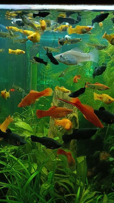 Аквариумные  Креветки,  рыбы, растения, Хелены